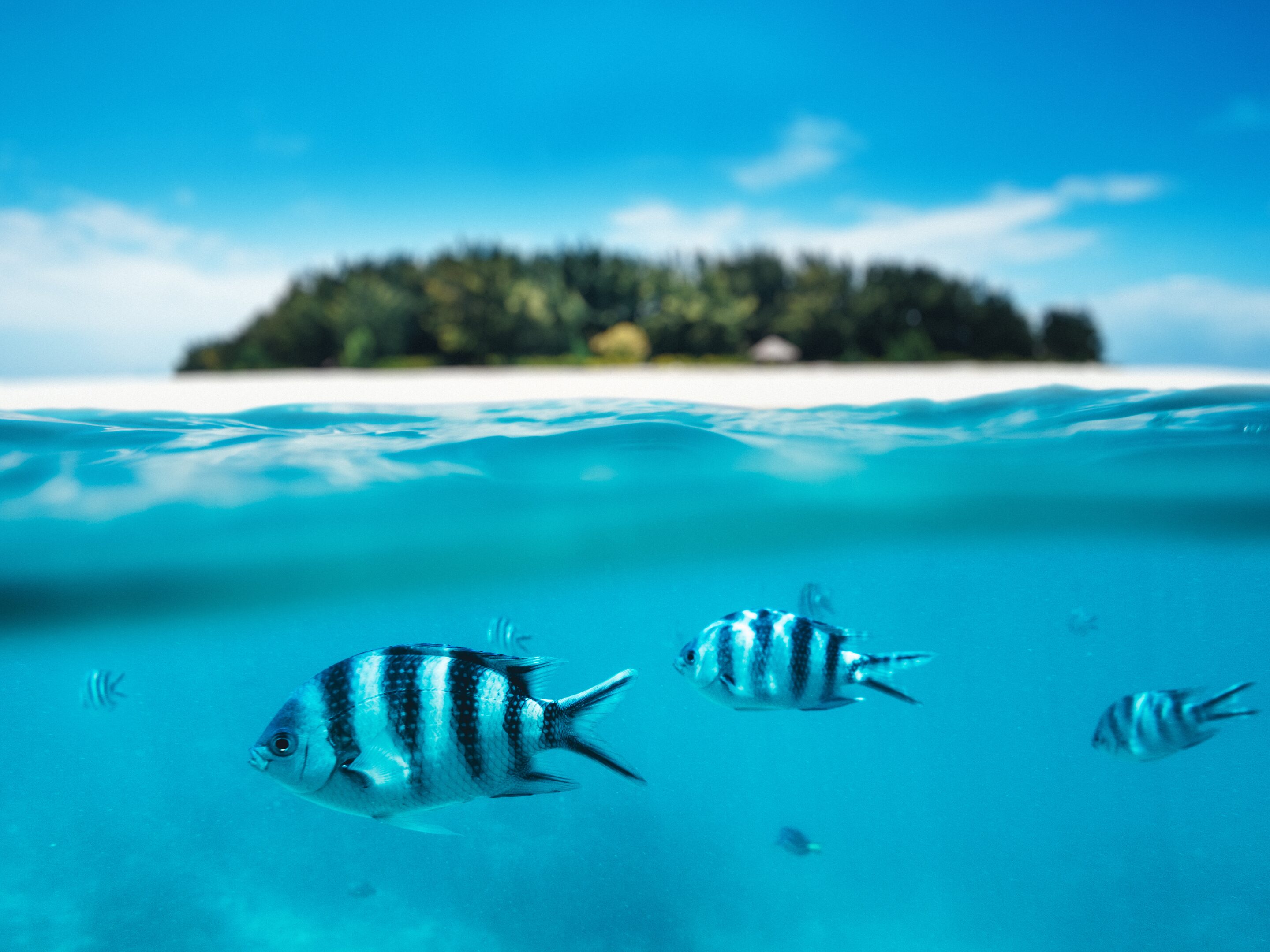 Several striped tropical fish swim in clear blue water near the ocean surface, with a blurred, green Zanzibar island and blue sky visible in the background.