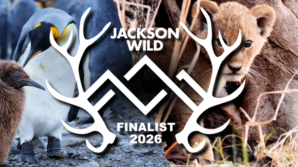 A fluffy penguin chick and adult penguin stand on the left, while a lion cub sits on the right. Centered white graphic text reading Jackson Wild Media Awards Finalist 2026, overlaid with antler designs, highlights the nominations for this prestigious event.