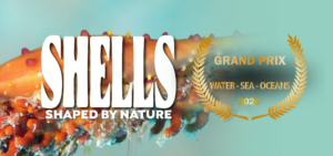 Close-up of a colorful seashell with text: SHELLS SHAPED BY NATURE. Golden laurel and text read: GRAND PRIX WATER-SEA-OCEANS 2026, celebrating a Win IFF Water Sea Ocean award, on a light aqua background.