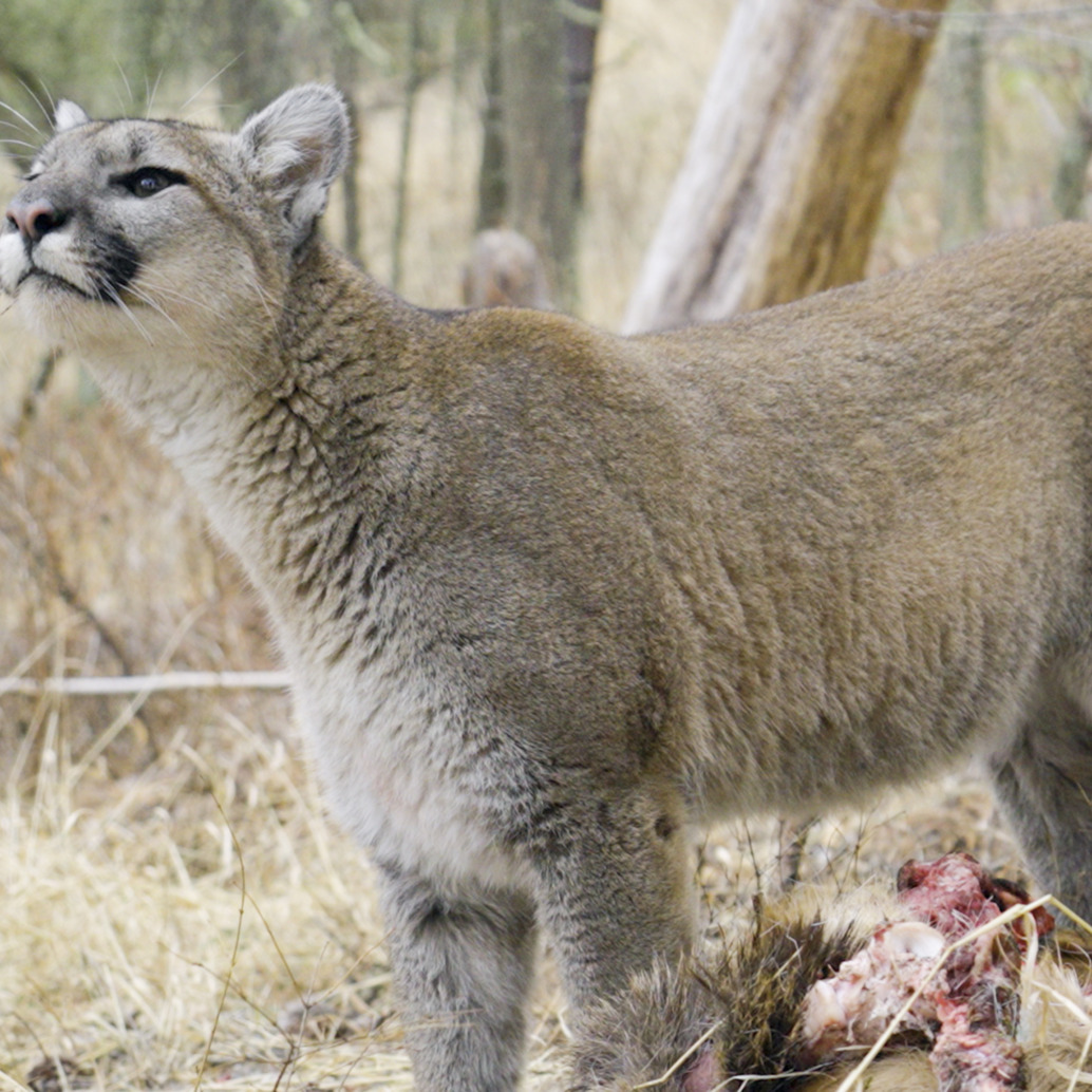 A mountain lion stands alert in a forested area, next to the remains of its prey on the ground. The environment is filled with dry grass and trees, much like the wild landscapes described in Diary of a Mountain Lion.
