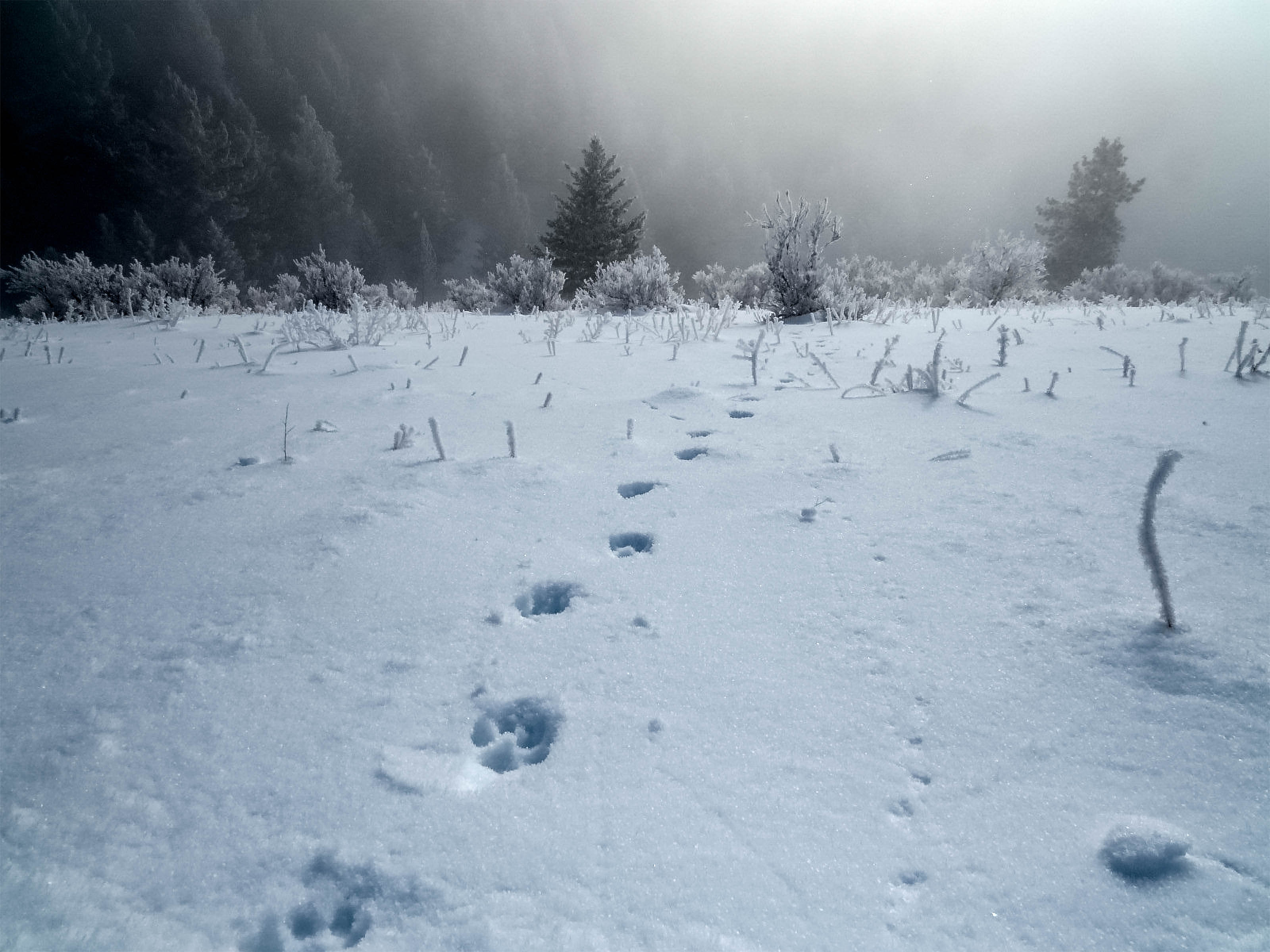 Animal tracks, perhaps left by a mountain lion, lead across a snowy field toward a forest of frosty trees, with a misty, sunlit background creating a serene winter landscape.