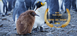 A fluffy brown penguin chick stands by an adult penguin. Text and a laurel wreath overlay read: Best Film Story, Win IFF Water Sea Ocean, 2026. Other penguins are in the background.