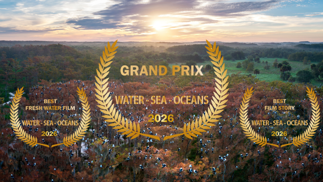 A wide aerial view of a wetland forest at sunrise with white birds perched on trees, overlaid with gold laurel awards for the WATER-SEA-OCEANS 2026 film contest and a proud mention: Win IFF Water Sea Ocean.